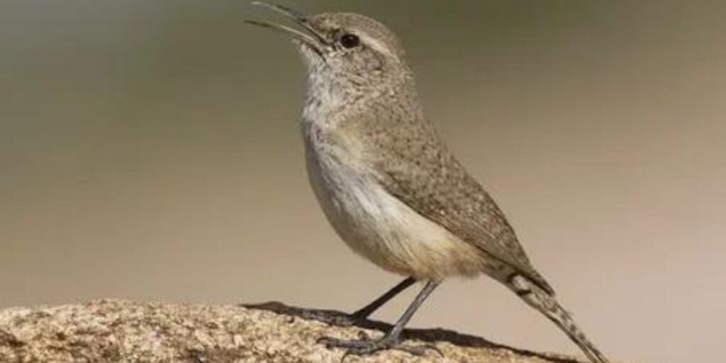 Brown Bird With long beak