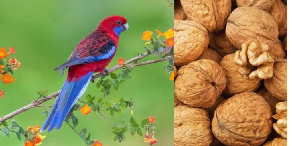 Can Birds Eat Walnuts