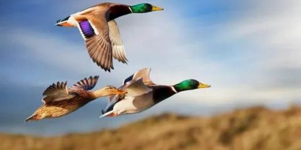 Spiritual Meaning Of Ducks