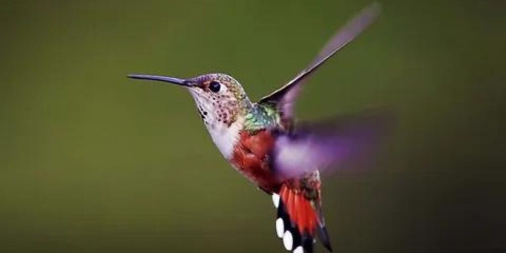 Do hummingbirds have feet