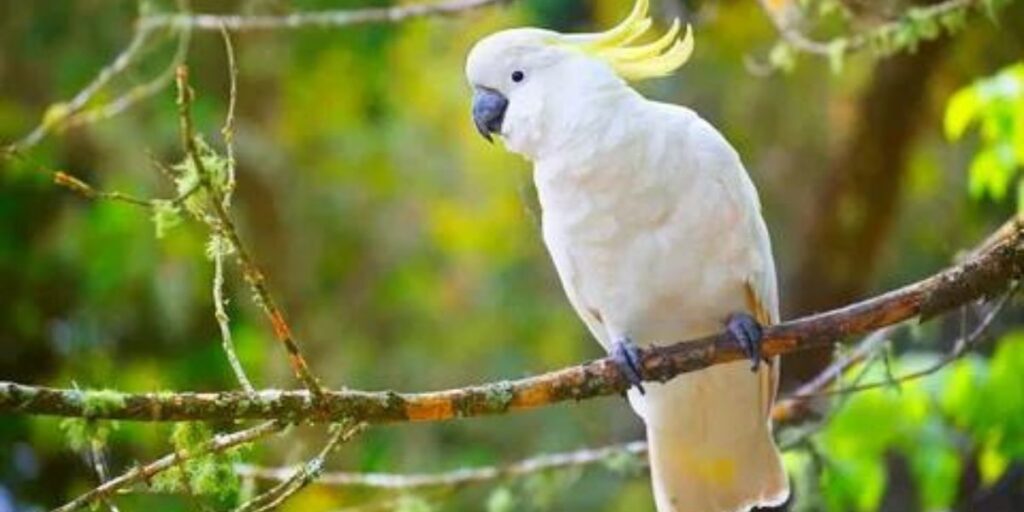 Bird With Feathers On Head