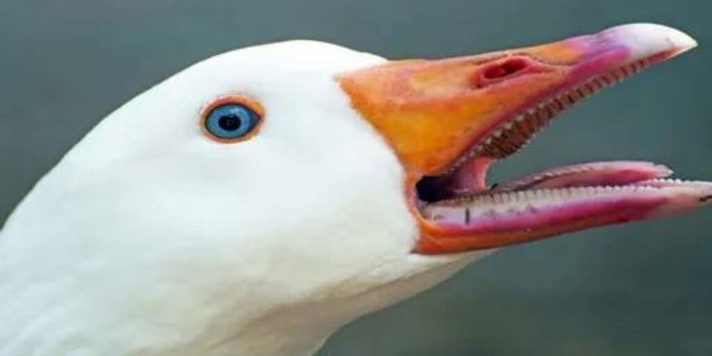 Do Geese Have Teeth on Their Tongues