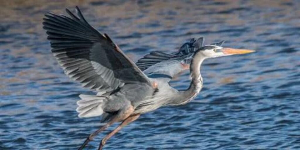 Heron Spiritual Meaning