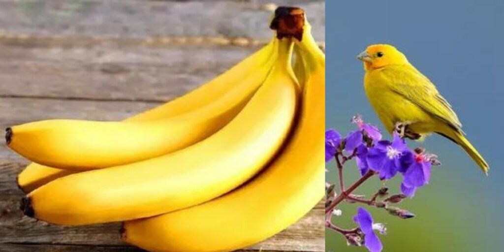 Do Birds Eat Bananas