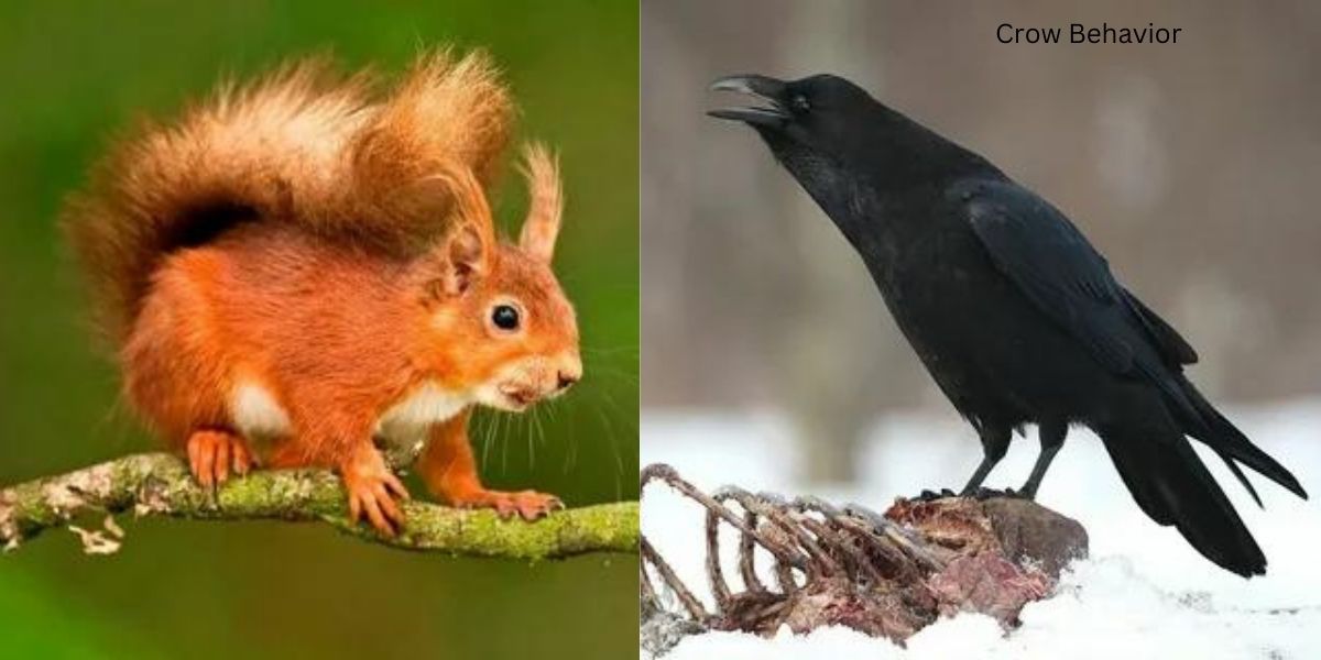 Do Crows Eat Squirrels? Explore The Avian Diets - nestingnetwork