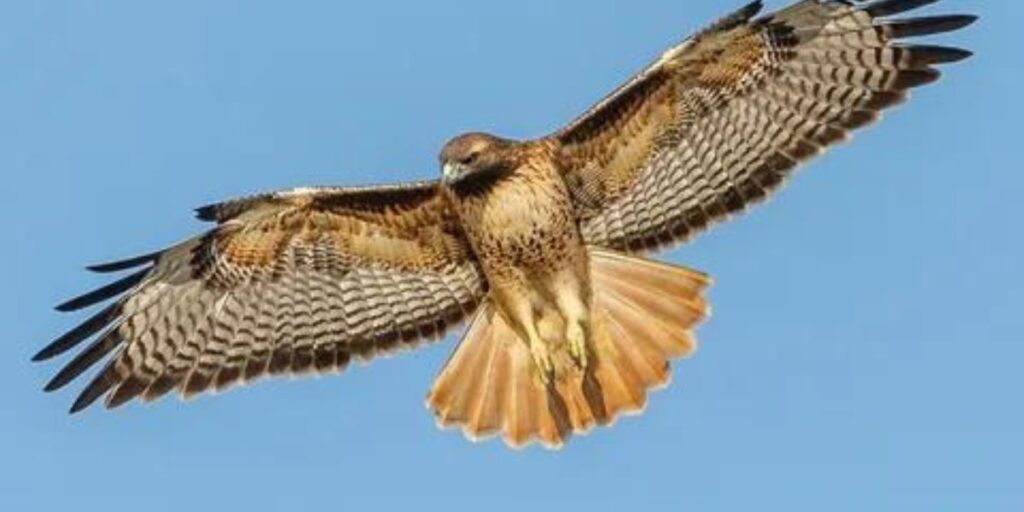 Types of Hawks in Michigan