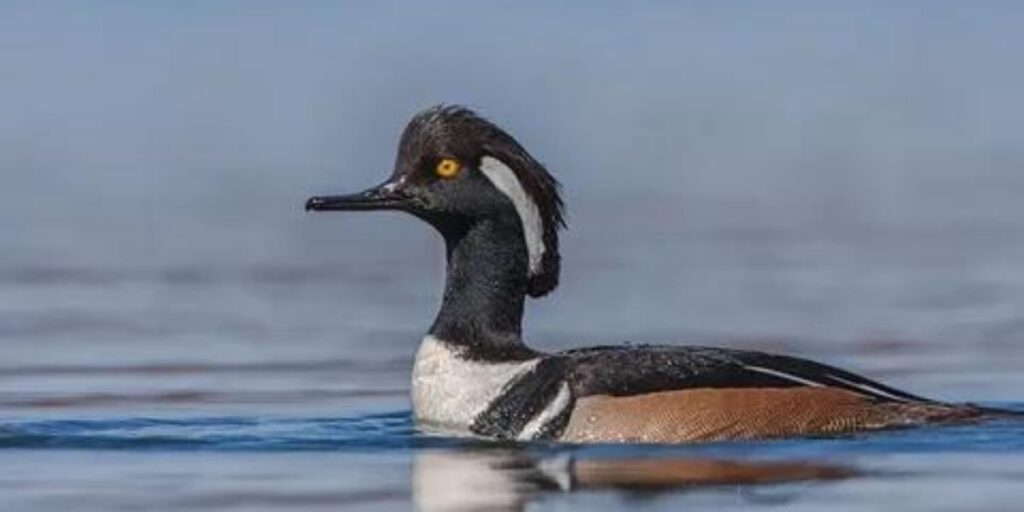 Types of Mergansers