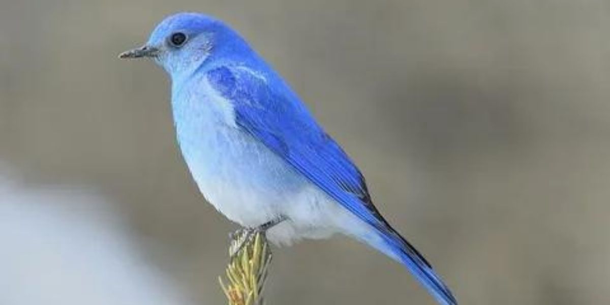 6 Types of Blue Birds - nestingnetwork