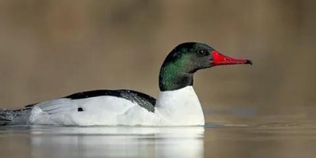 White Duck With Black Head